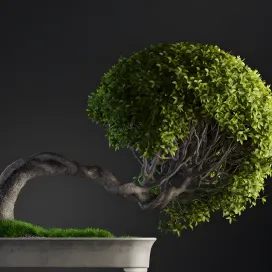 Plants Bonsai